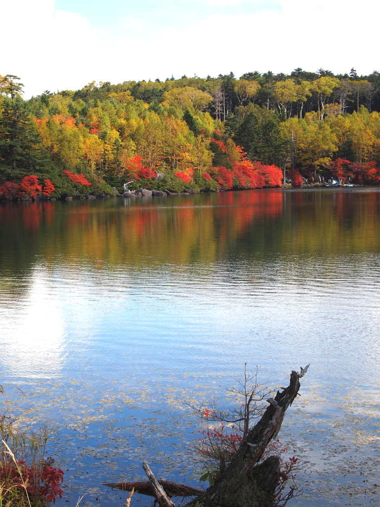 八千穂高原　白駒池