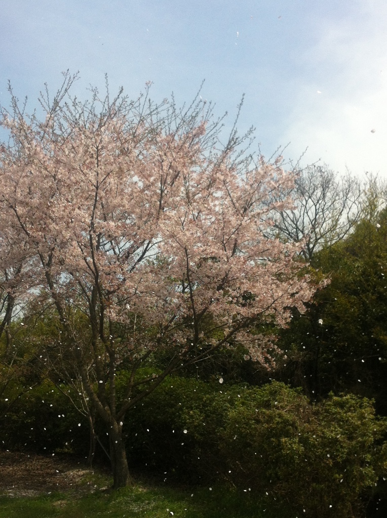 桜