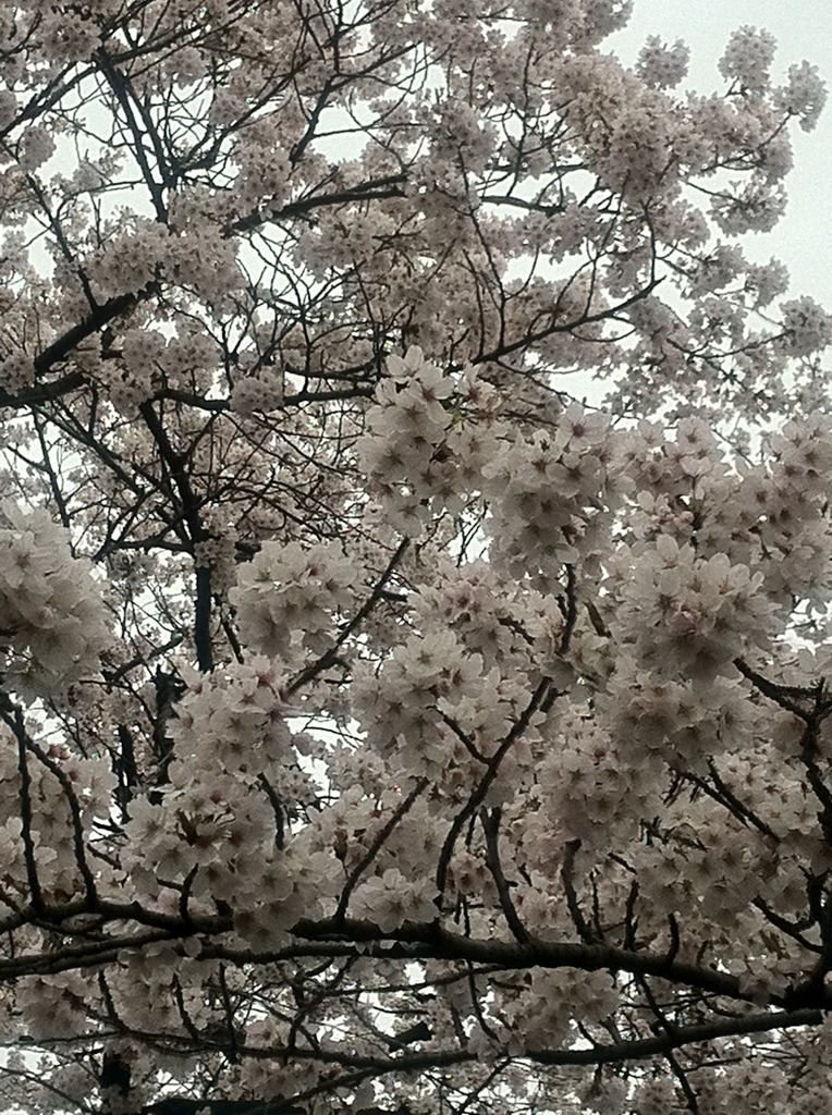 上野公園の桜