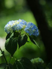 雨待ち顔の紫陽花