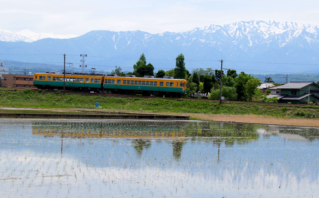 水田に映るカボチャ電車君