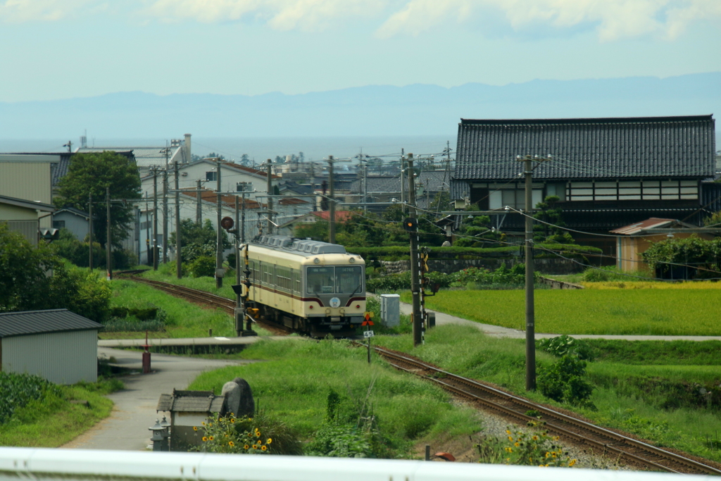 ダイコン君が行く～♪