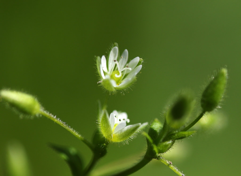 蕾が開き始めたよ～（小さな白い花）