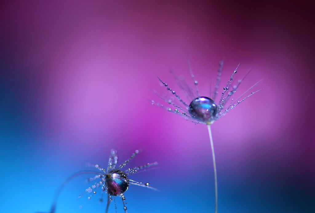 心海ＤＲＯＰｓ