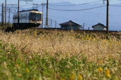 ねこじゃらしが躍る場所