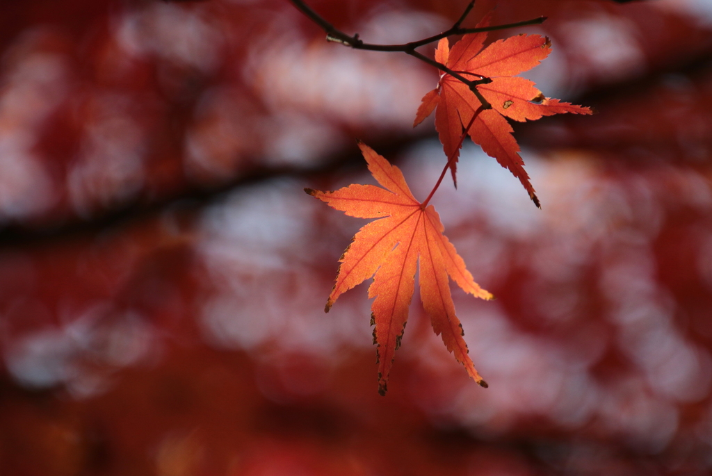 初冬の紅葉2