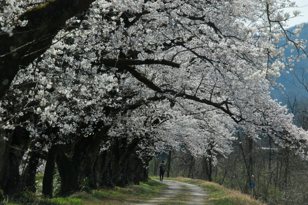 満開桜