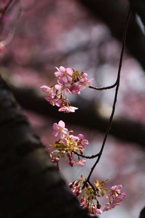 河津桜