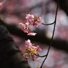 河津桜