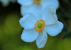 シュウメイギク