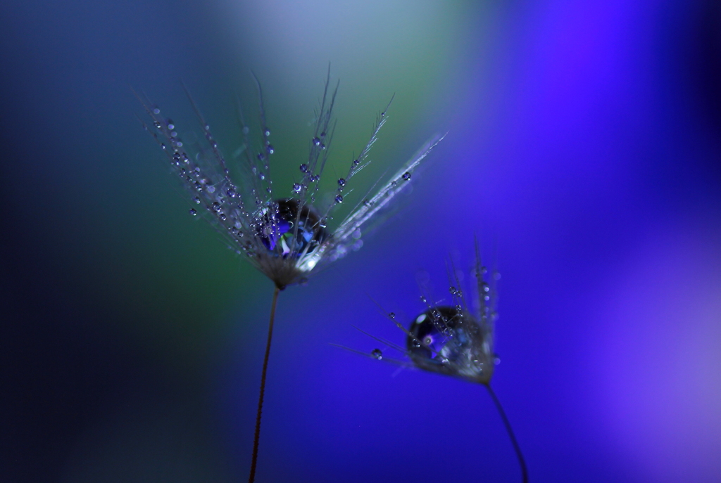 心海DROPS・・・purple