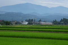 ダイコン君は緑の野を走る~♪