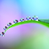 心海ＤＲＯＰＳ