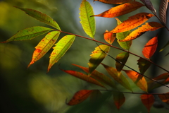 色とりどりに染まり