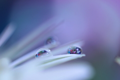心海ＤＲＯＰＳ　98