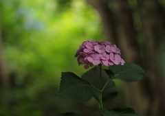 紫陽花2