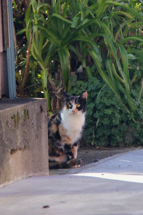 愛すべき野良ニャン♪