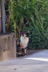 愛すべき野良ニャン♪