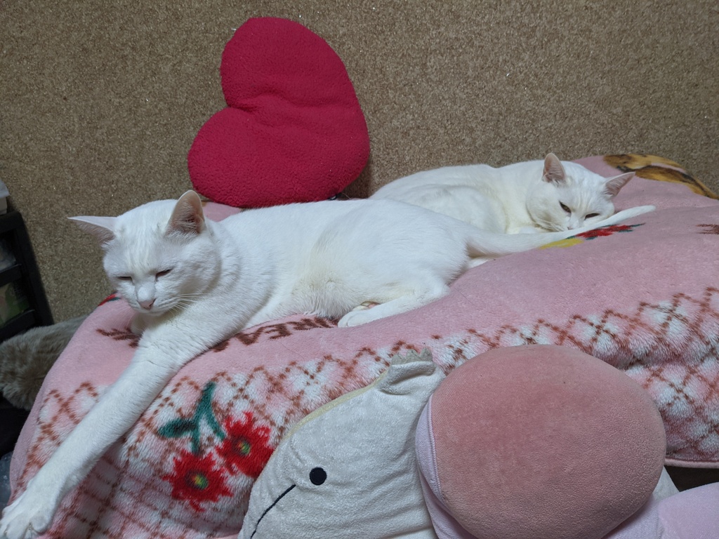 眠い・・・・Zzz.......
