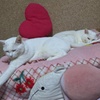 眠い・・・・Zzz.......