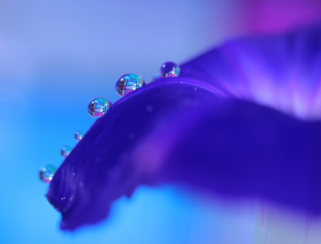 心海DROPS・・・涼々