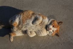 もう～どうにでもして～ニャン(=^・^=)♡