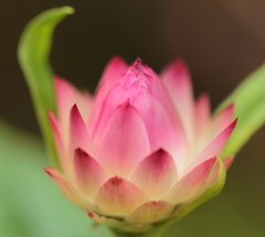 カサカサ花