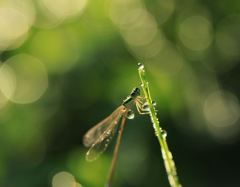 降り注ぐ愛 降り注ぐ愛