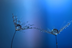 心海ＤＲＯＰＳ　64