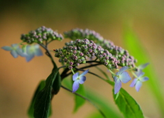 紫陽花