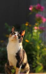 見上げると、空には？