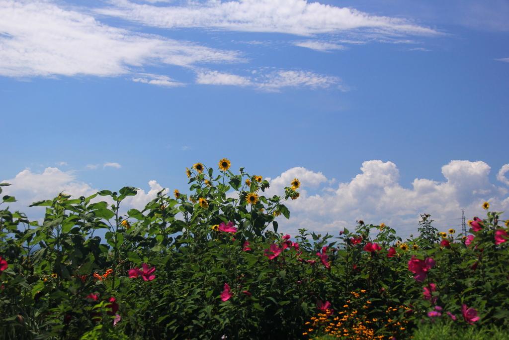 夏を謳歌する花々