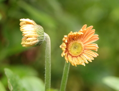 あっち向いてホイ！