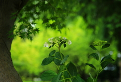 癒しの森に咲く紫陽花