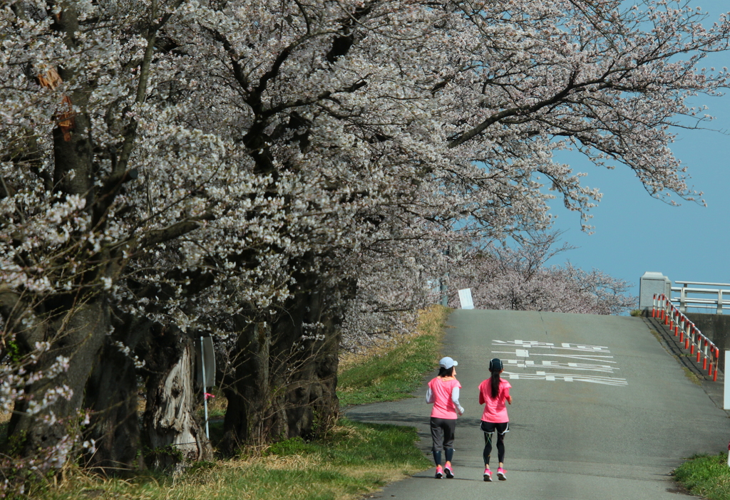 お花見ランニング^^♪桜女子