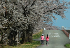 お花見ランニング^^♪桜女子