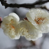 白梅