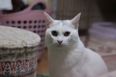 サム