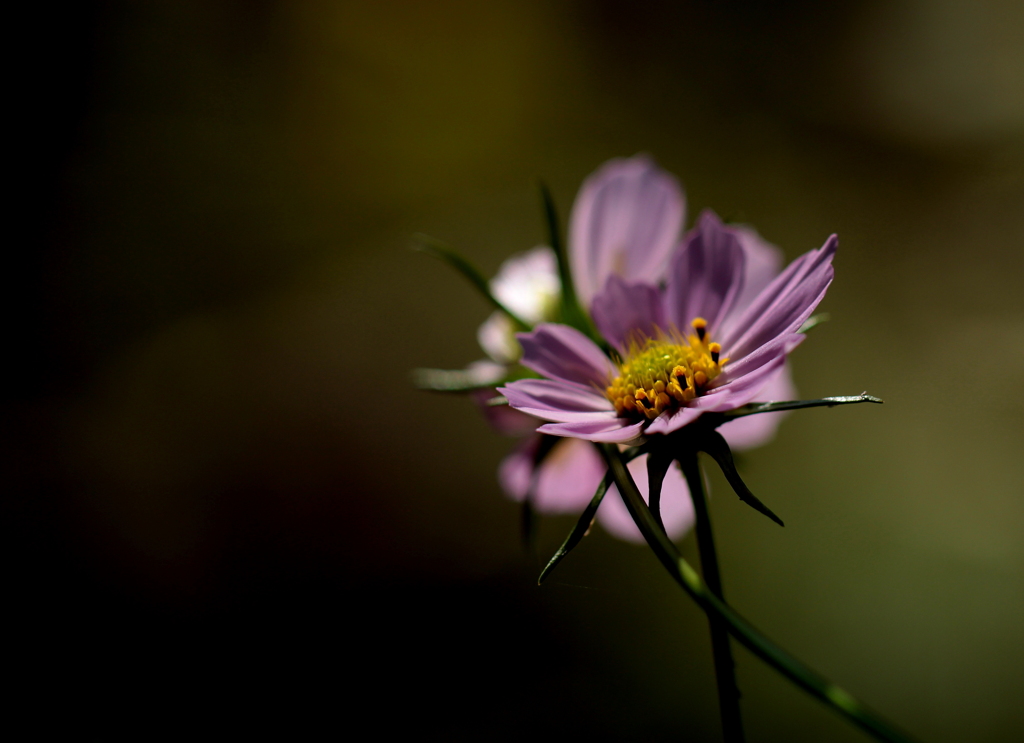 秋桜