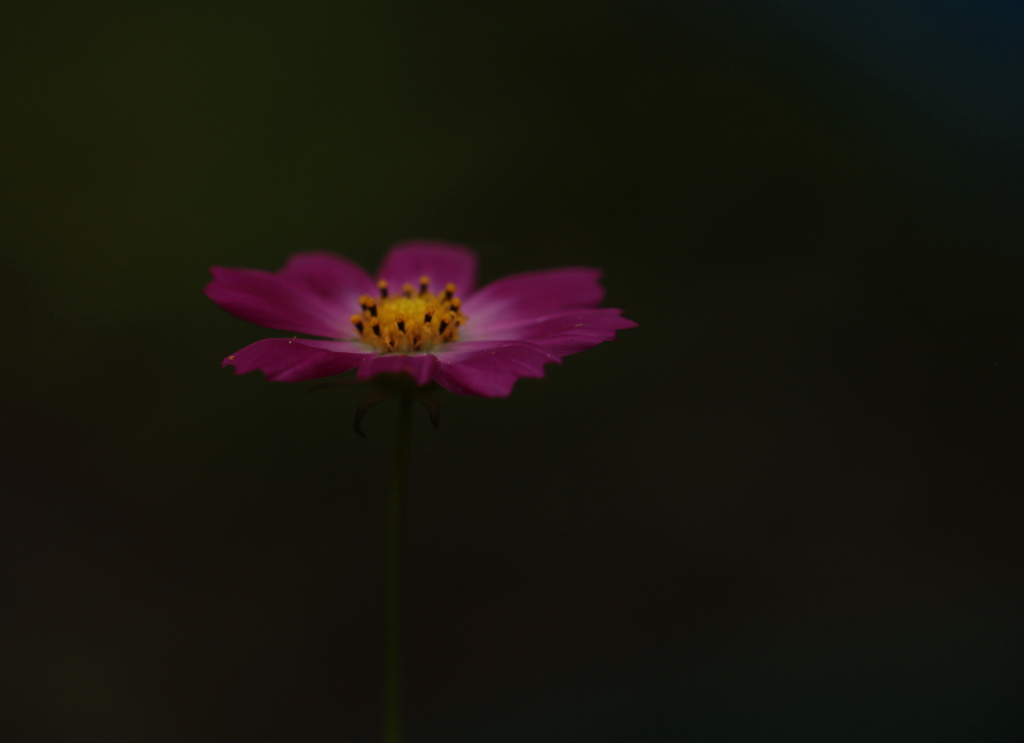花一輪