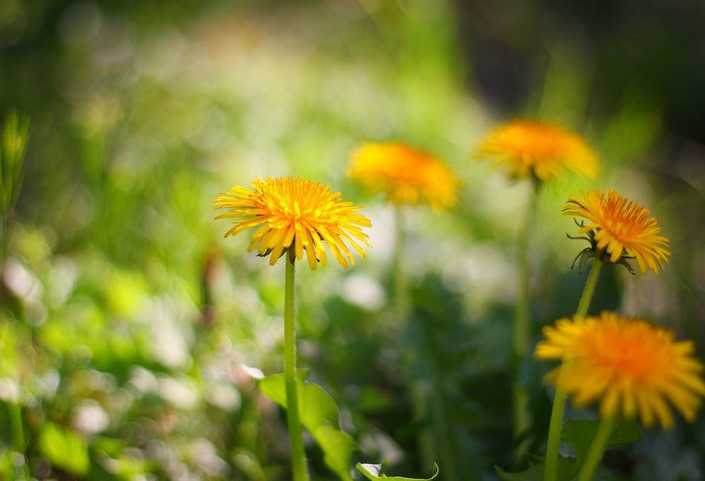 タンポポ喜びの歌