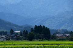 かぼちゃ君～♪　山から下りてきた・・・