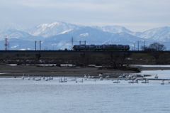 あいの風とやま鉄道（右には白鳥たち左は立山連峰が見えます）