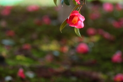 花の命は短くて