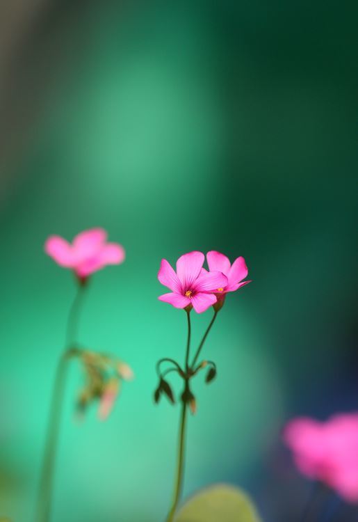 可憐ねと言われてみたい（花の独り言）