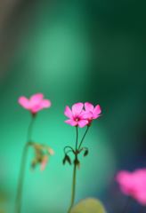 可憐ねと言われてみたい（花の独り言）