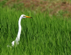 鷺
