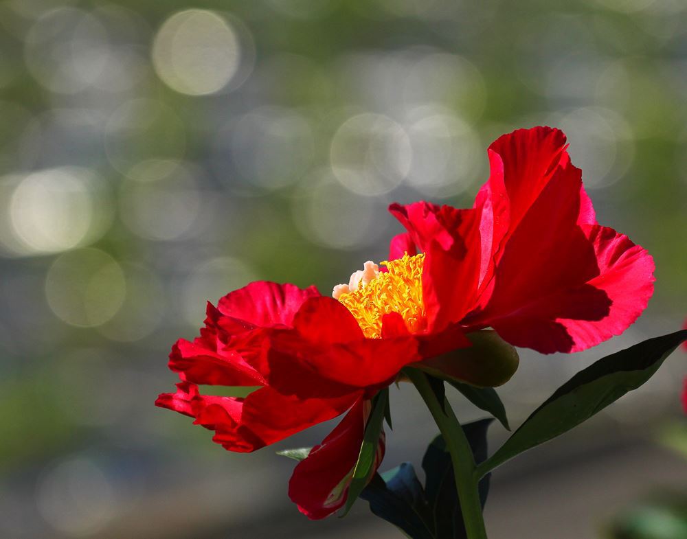 夢から覚めて（芍薬）