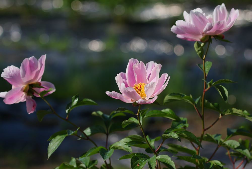 可憐な芍薬