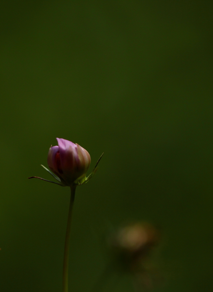 蕾
